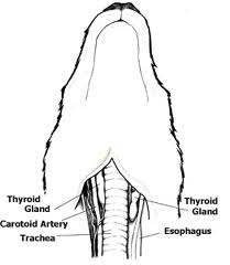 Thyroid